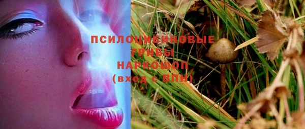 прущие грибы Санкт-Петербург